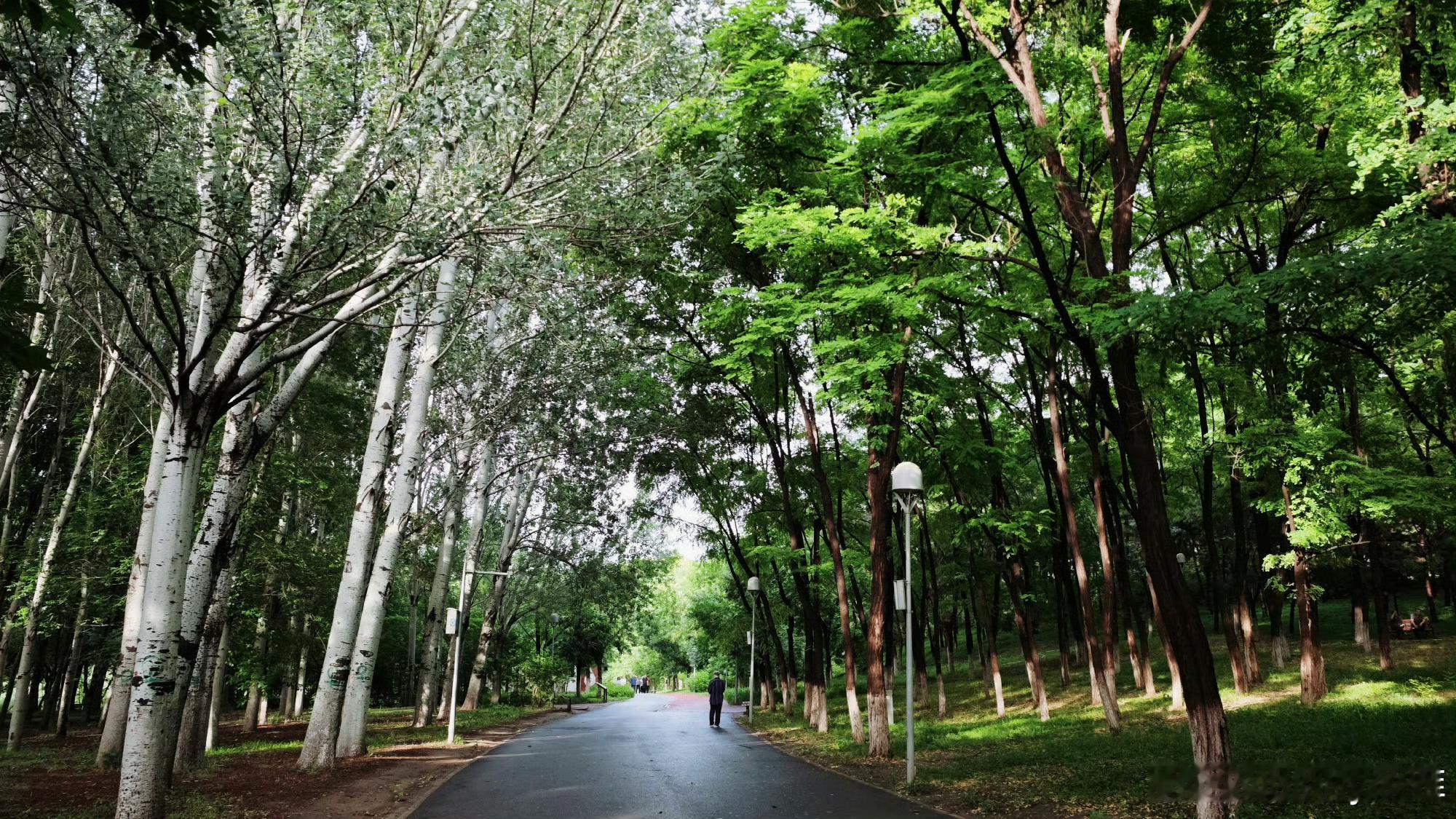 初夏雨后，来北京奥森吸氧，呼吸着沁凉湿润的空气，闻着阵阵草木幽香，耳机里循环着风