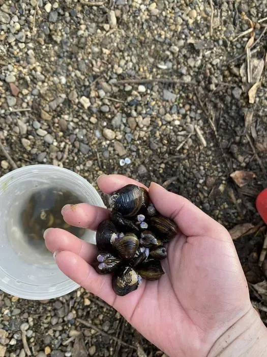 【河蚬你不要过来啊！】淡水生态系统是地球上受威胁最严重的生态系统之一，而严格生活