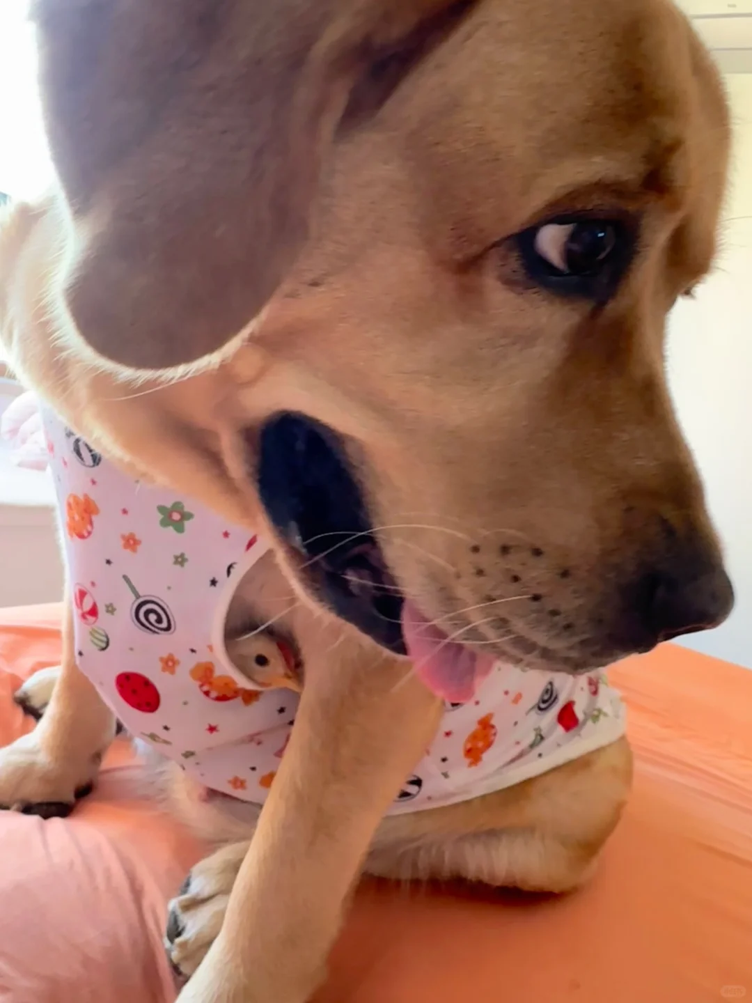 小狗过来跟我显摆：小鸡居然钻进我的衣服里