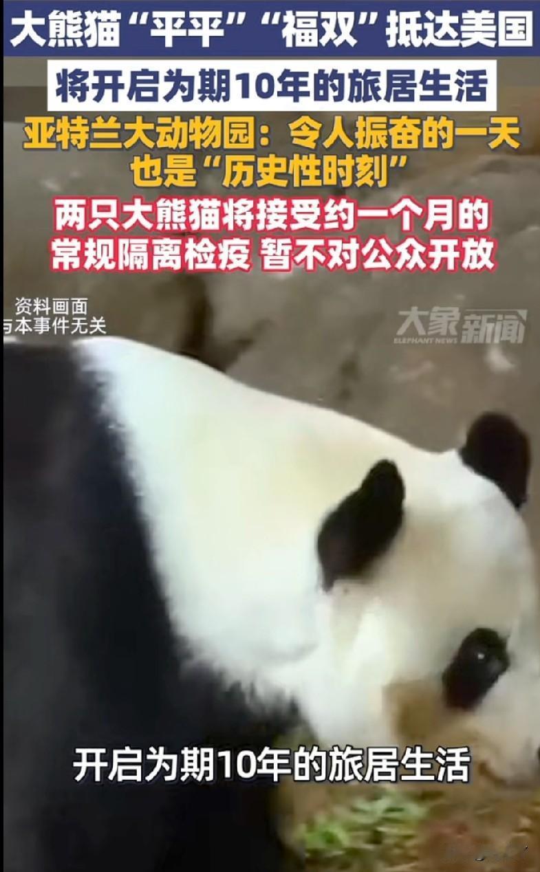 大熊猫“平平”和“福双”已经抵达美国亚特兰大动物园，开启了它们为期十年的异国他乡