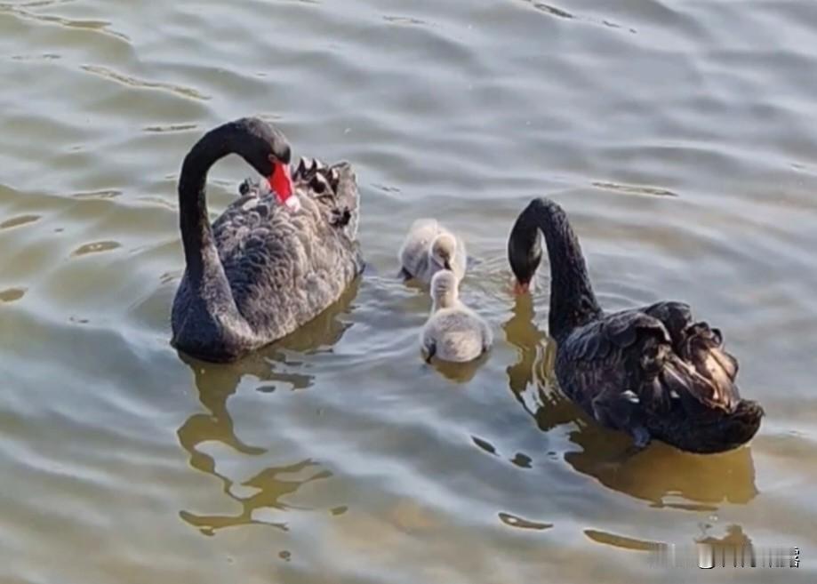 昨天挺暖和的，三九天难得有这么暖的天气，又去凌水湖看看黑天鹅一家啦，他们一家先是