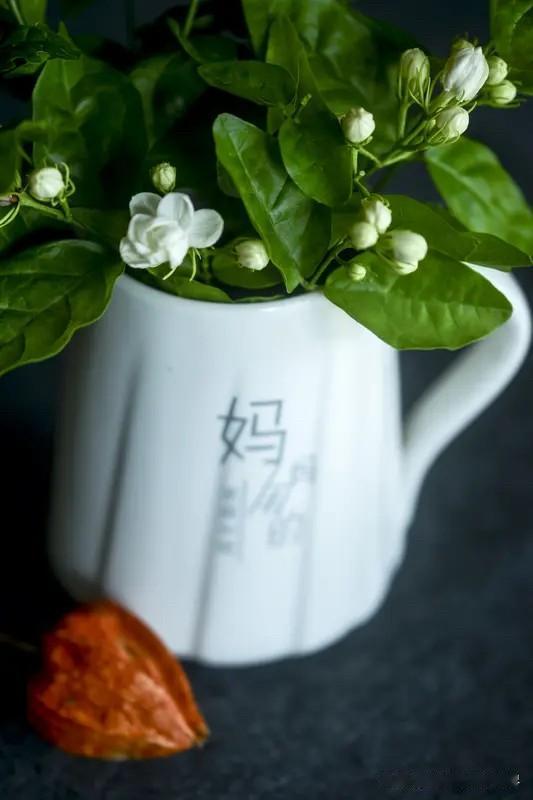 邻居小陈的阳台养了七八盆绿萝，长得挺好，就是一直一个样。朋友说你换个花养养。他说