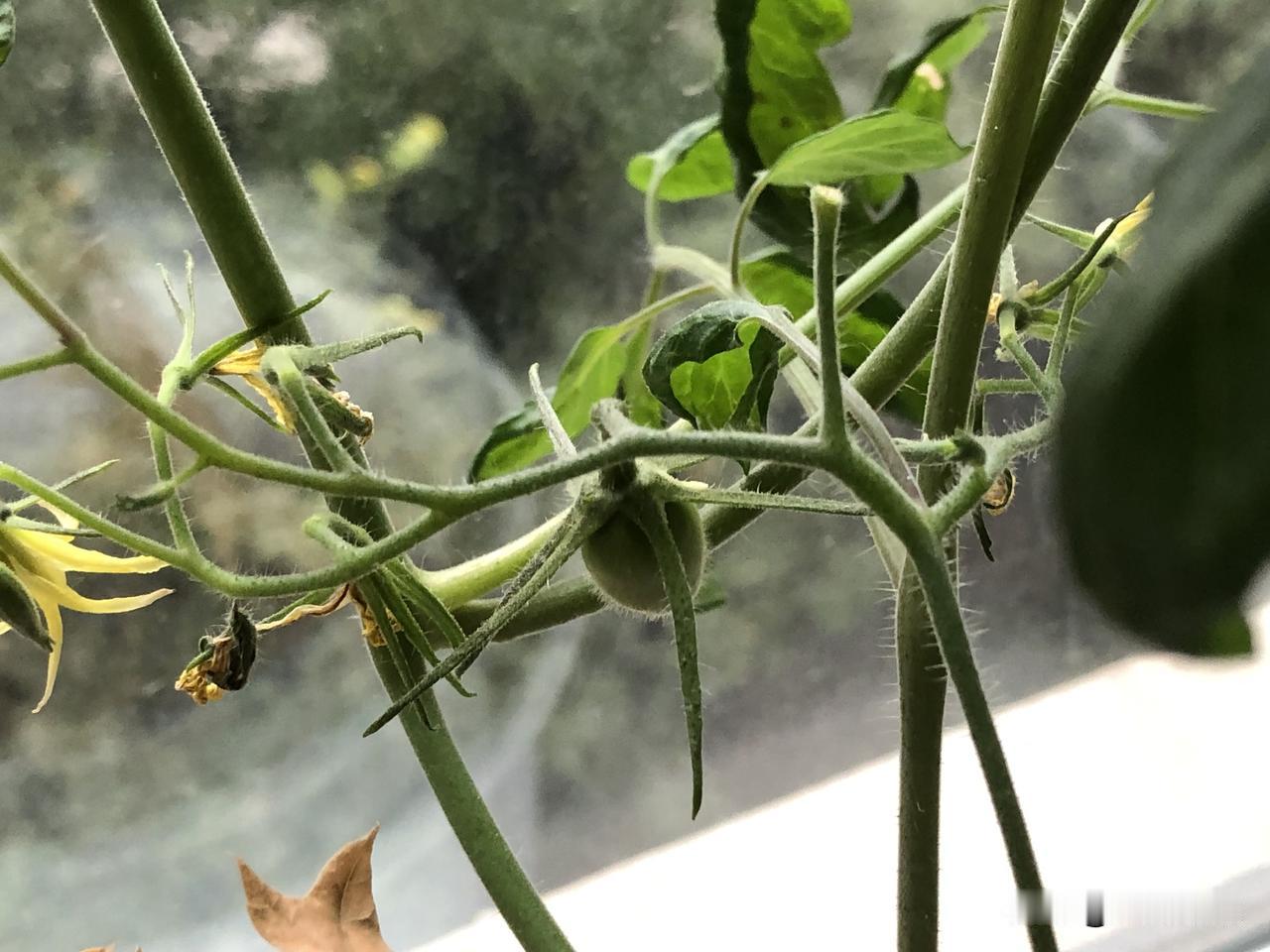 这才是真正的玩儿

9月中旬的时候，去乡下摘面甜瓜和圣女果，见有绿色的圣女果，很