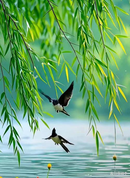 友友借物抒情，不光赞美了春光的美好和生活幸福，也表达了友友热爱生活、憧憬未来的博