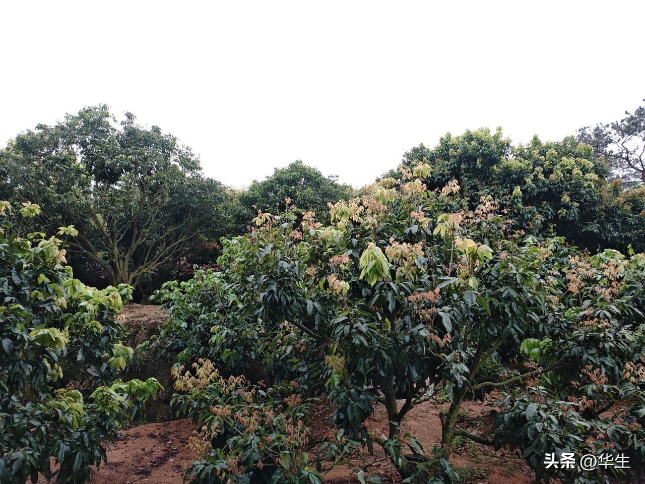 荔枝丰收后的管理
 
2025年，荔枝迎来史上罕见特大丰收年，枝头硕果压弯枝桠，