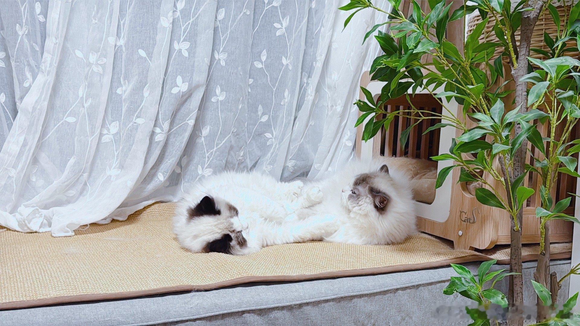 跟三哥学不了什么好，猪七七开始熊了… ​​​