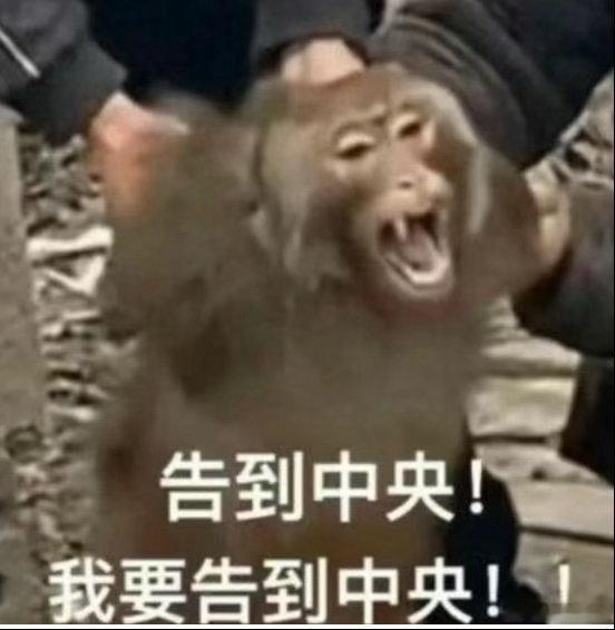 酷现在感觉就这表情。拿鹅好像也无可奈何。前面俩小时让鹅气懵了。 