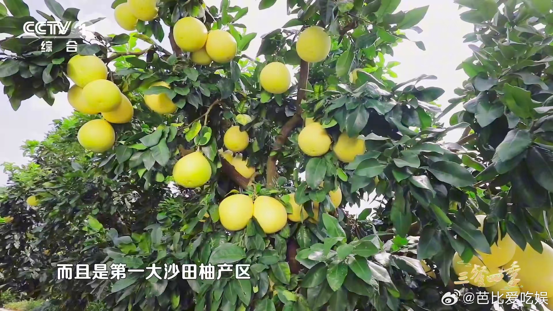 全国五分之一的柚子产自这里 真的被梅州惊艳到！年产五分之一的柚子，还开发出超多吃