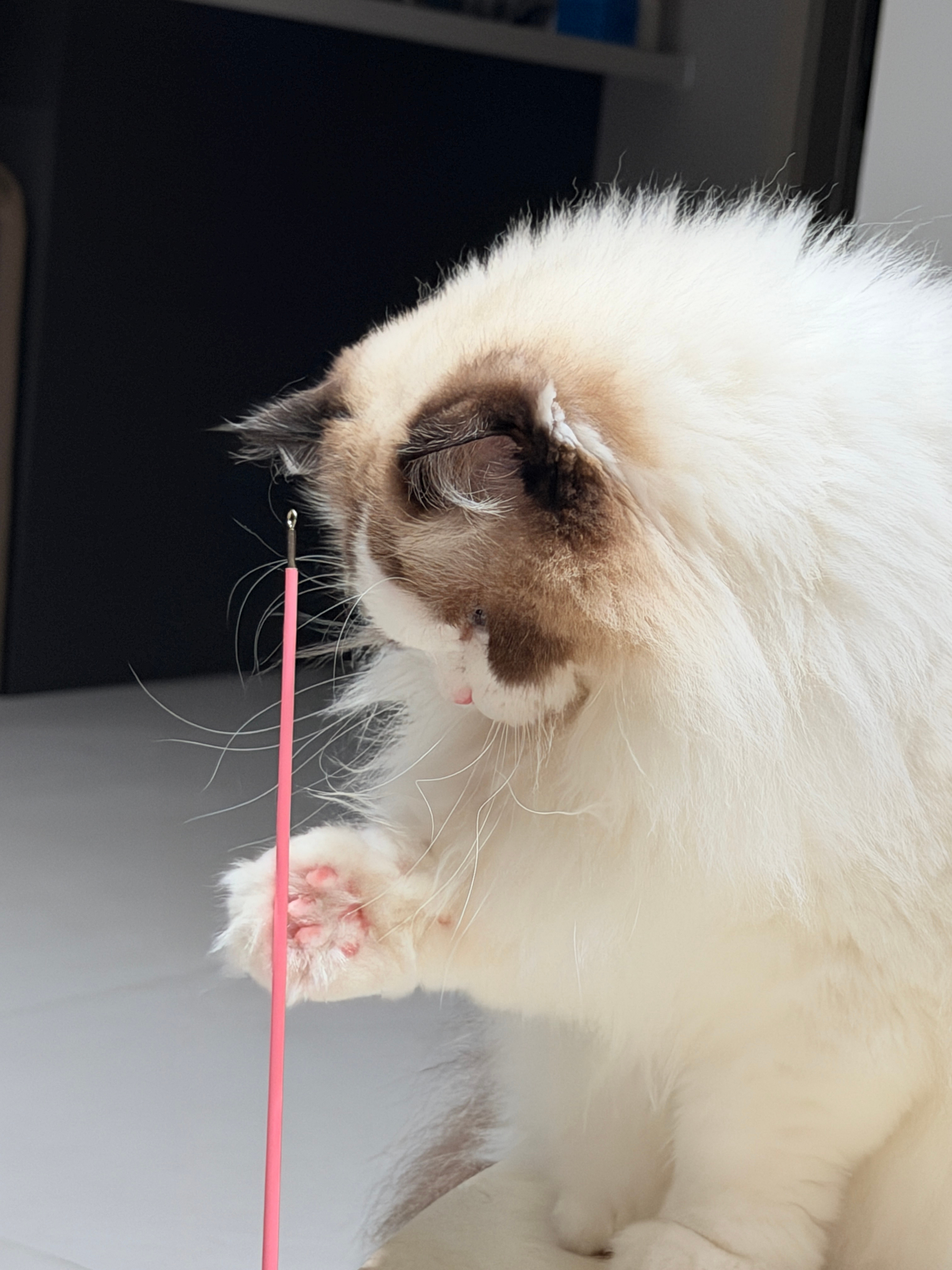 美味小猫咪