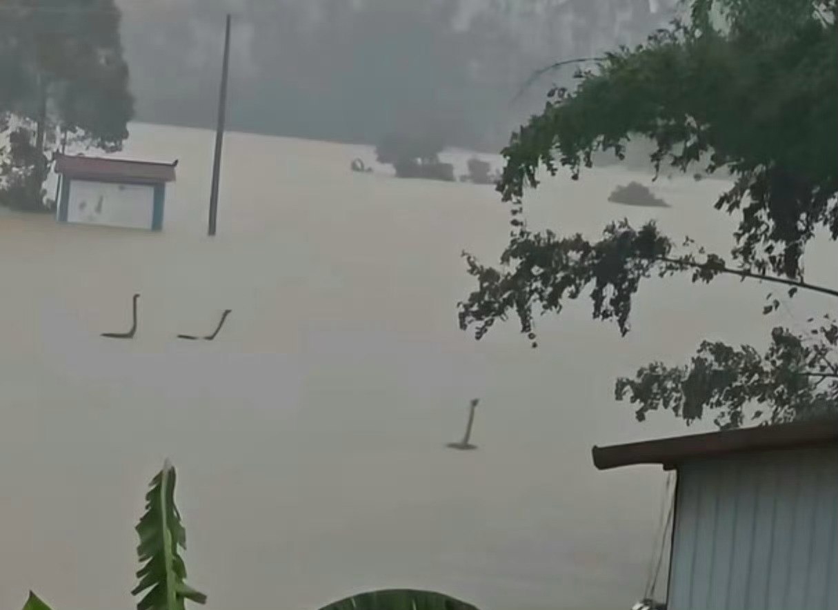 这太吓人了！广西暴雨小心蛇类出没广西 蛇场