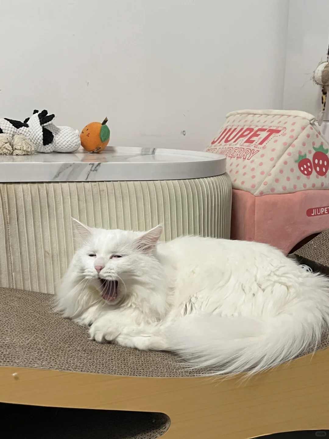 啵啵打瞌睡😪
