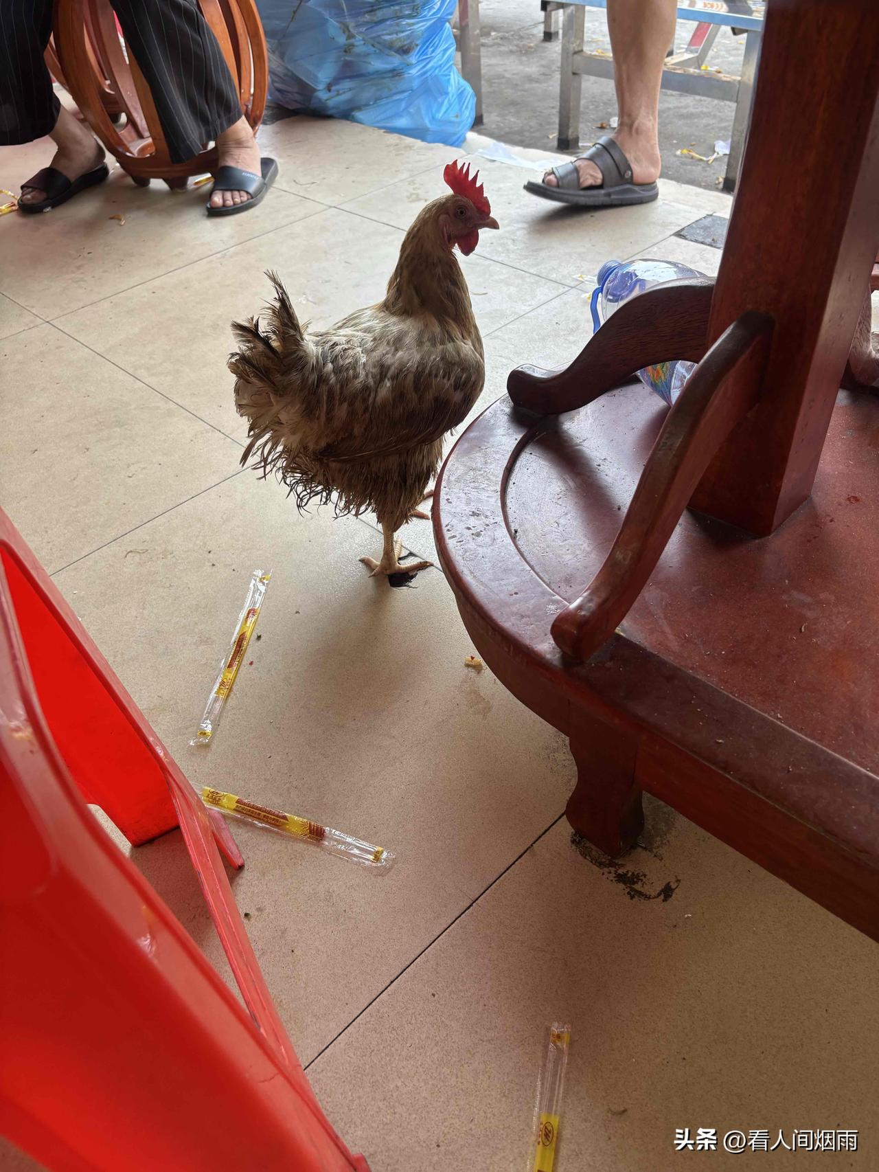 这么魔幻，肠粉店里，竟然养着一只鸡，换做是你，你还会来这家店吗？