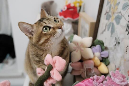 花花和小猫