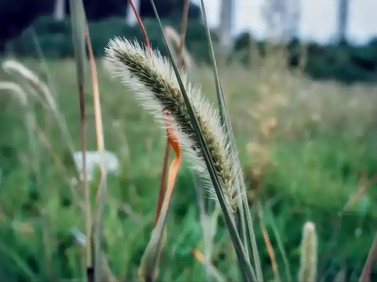 上联：愁如野草疯狂涨，
下联：恨似残烟次第收。
 
意境注解：
愁绪如同荒草肆意