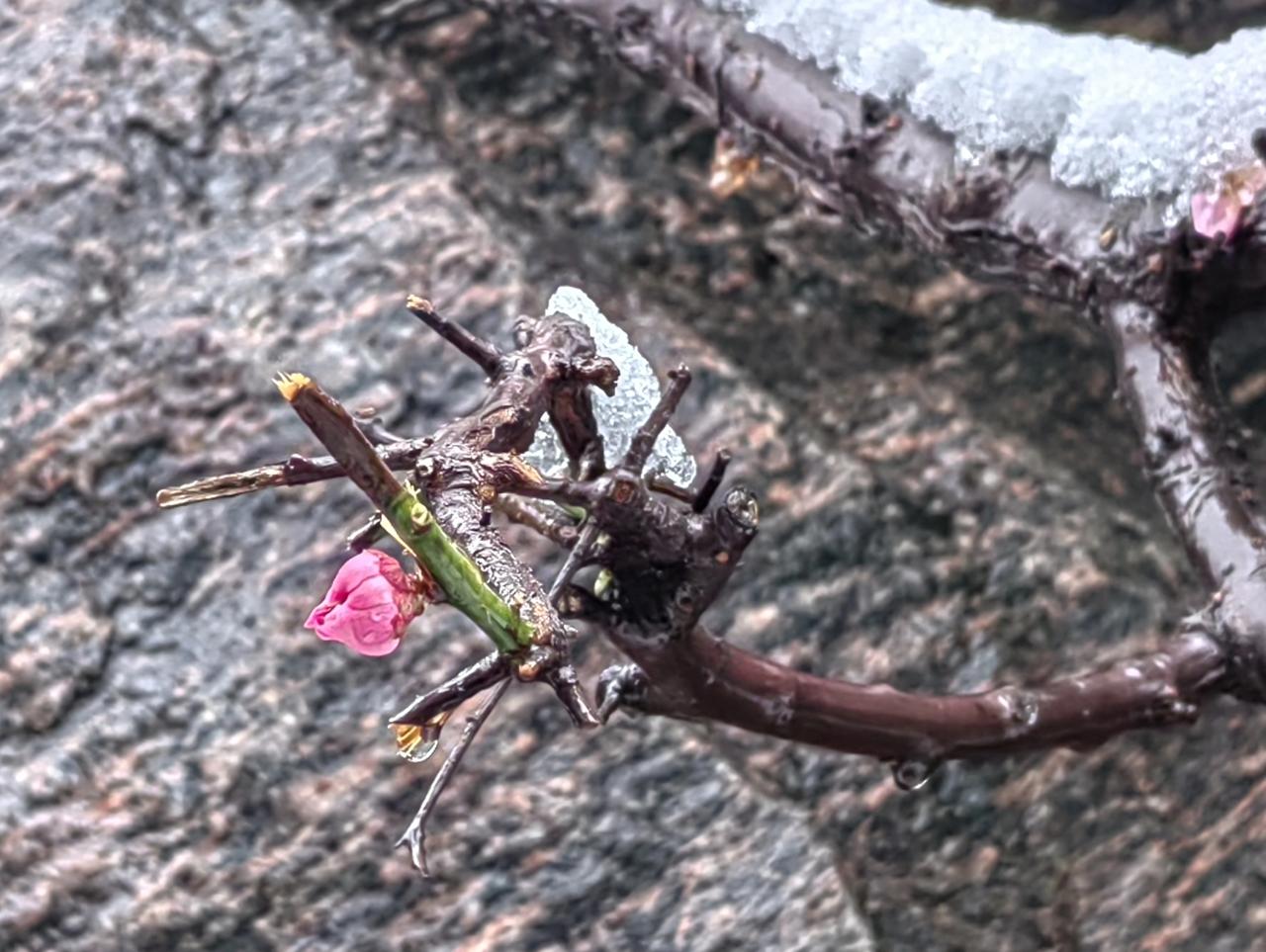 看一个资料说，日本人长寿数量在增多，很多人65岁以后仍在工作，年轻一代养老压力很