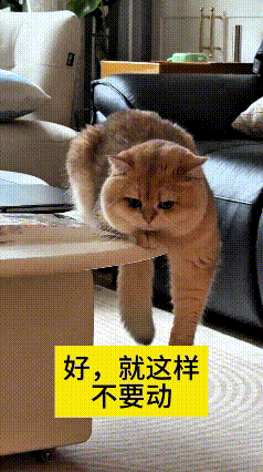 这个视频我看了好几遍，越看越有意思。你瞅瞅这小猫，趴在桌子边上，一只爪子就那么耷