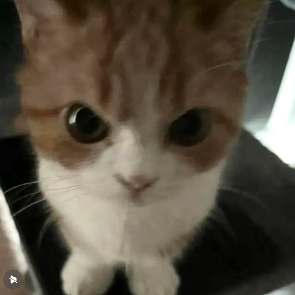 一猫一样啊 棣棣和小猫的区别是？ 