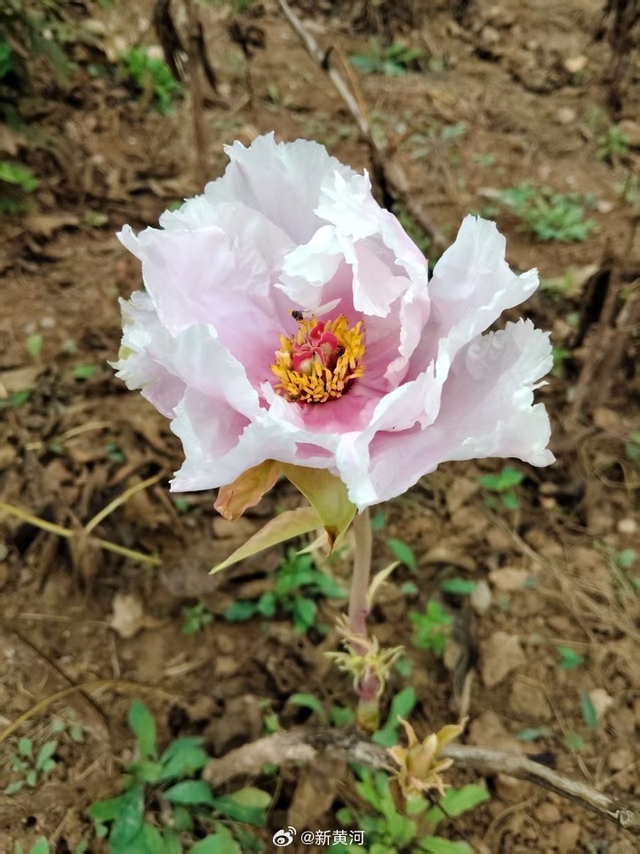 【#菏泽牡丹秋天又开花了#】俗话说“谷雨看牡丹”，牡丹大多春季盛放。眼下，曹州牡