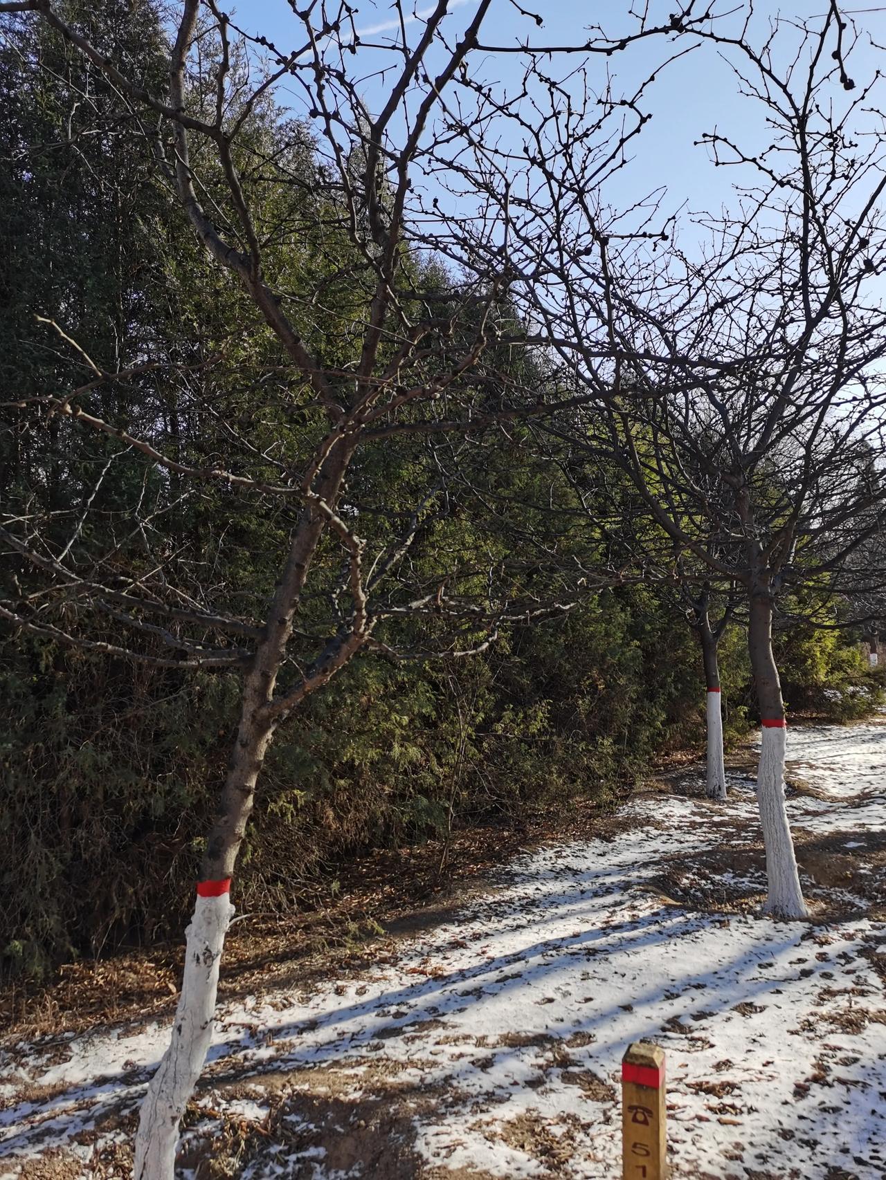 这是前几天我拍的我小区门口路两边和公园里的树。大家看看这么粗壮的柳树在冬天依旧免