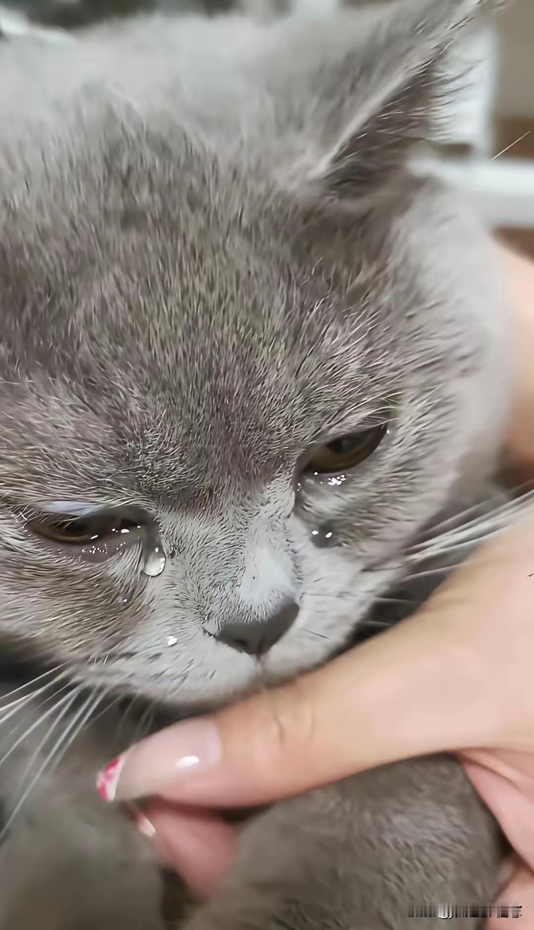 看哭无数人！开学重逢的一幕，猫咪想念主人真的会掉眼泪😭
 
原来小动物的思念，