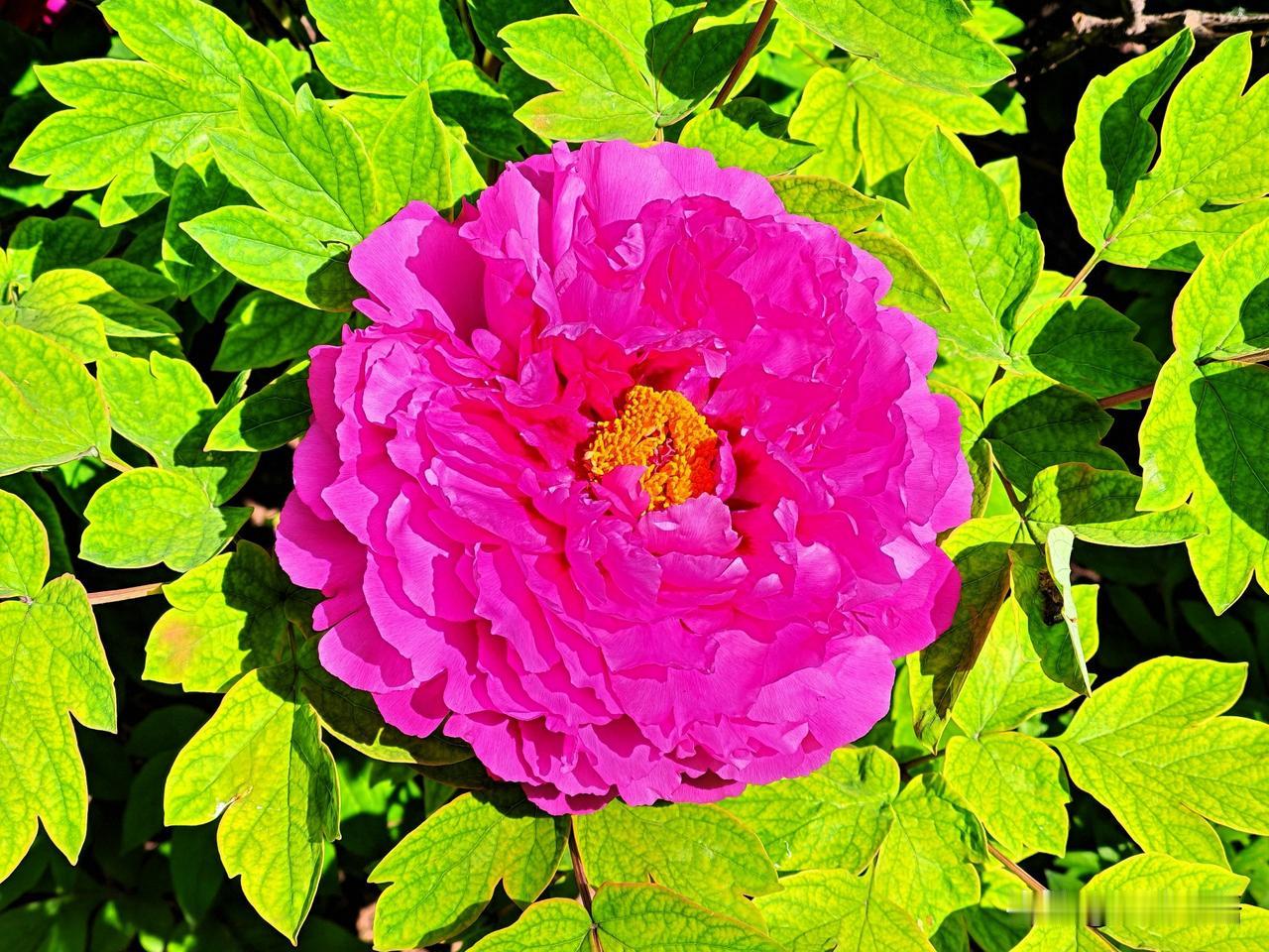 红艳牡丹花，绿叶映芳华。