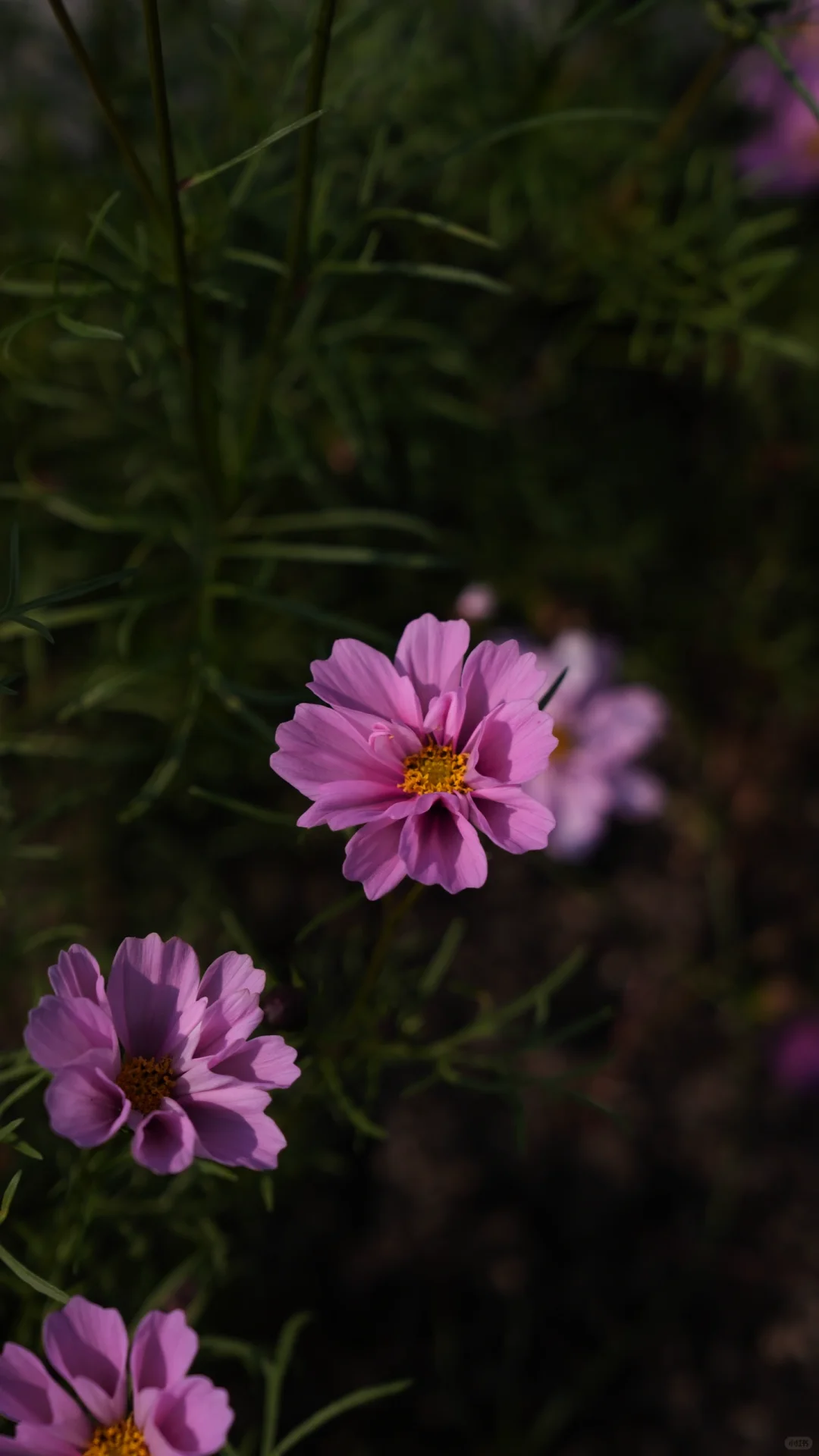 我在心里种着花🌷 内心才不会荒芜🌸🌸