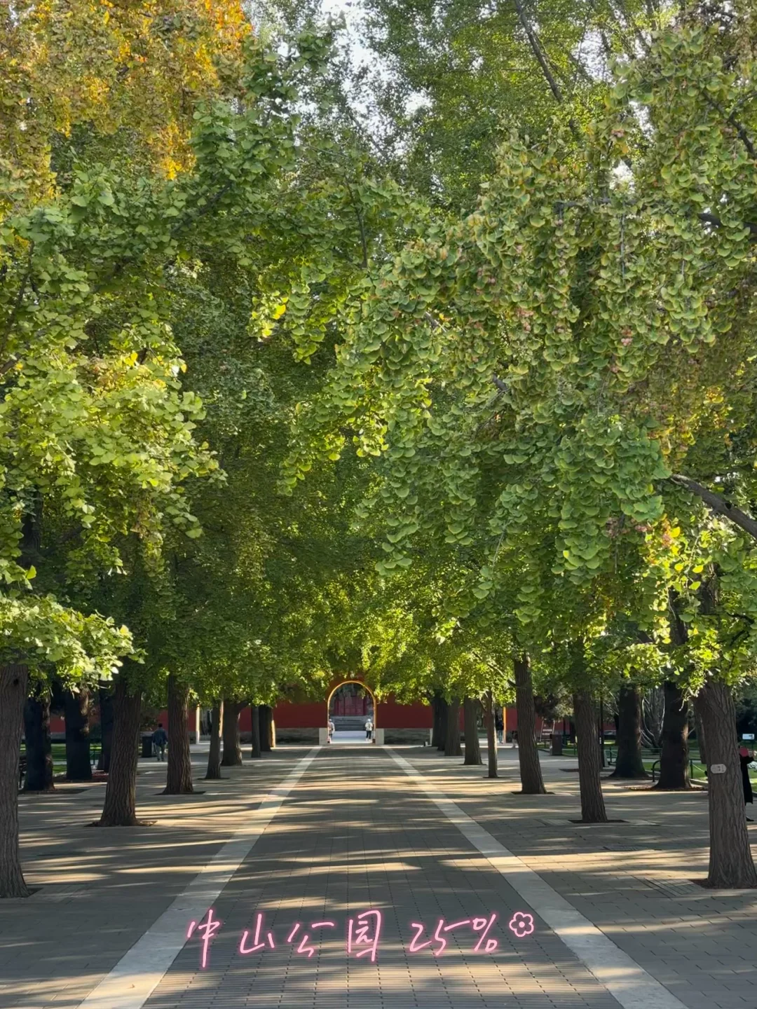 北京秋景：18处银杏变黄进度（10.26）