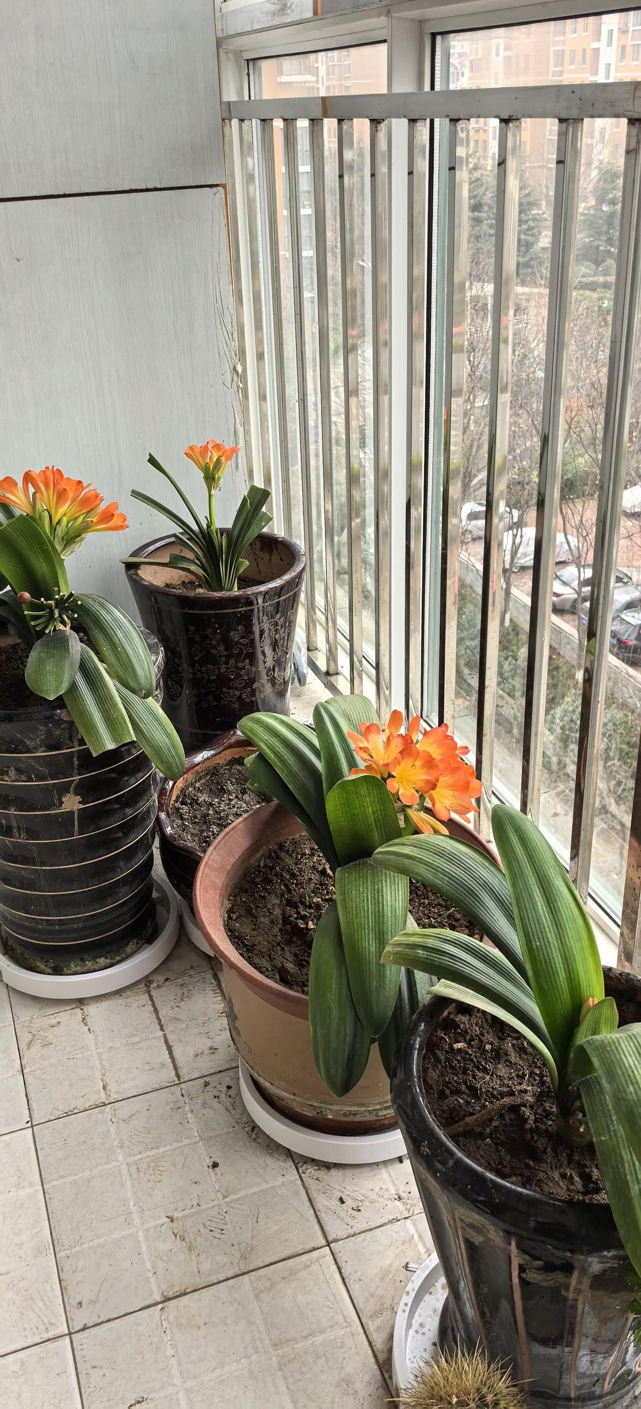 我评论了@涵嫣 的作品：其实我不会养花，可能是母亲的魂灵在护佑她吧，详细可见我今