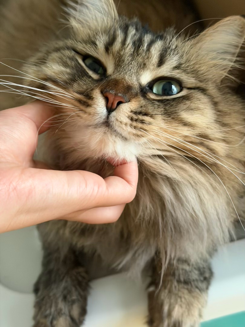 小猫...总是响... 