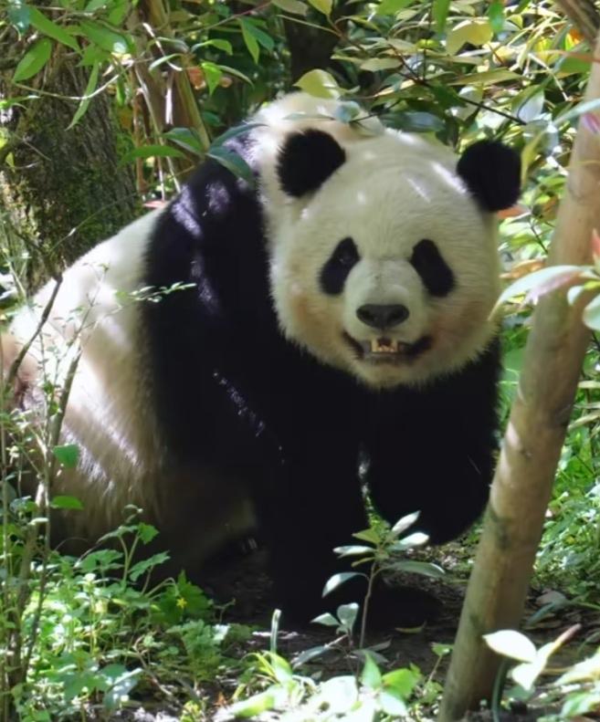 哇，北侠笑得好甜好开心好灿烂！虽然身有残疾，但它靠自己的坚强乐观和努力活成了一束