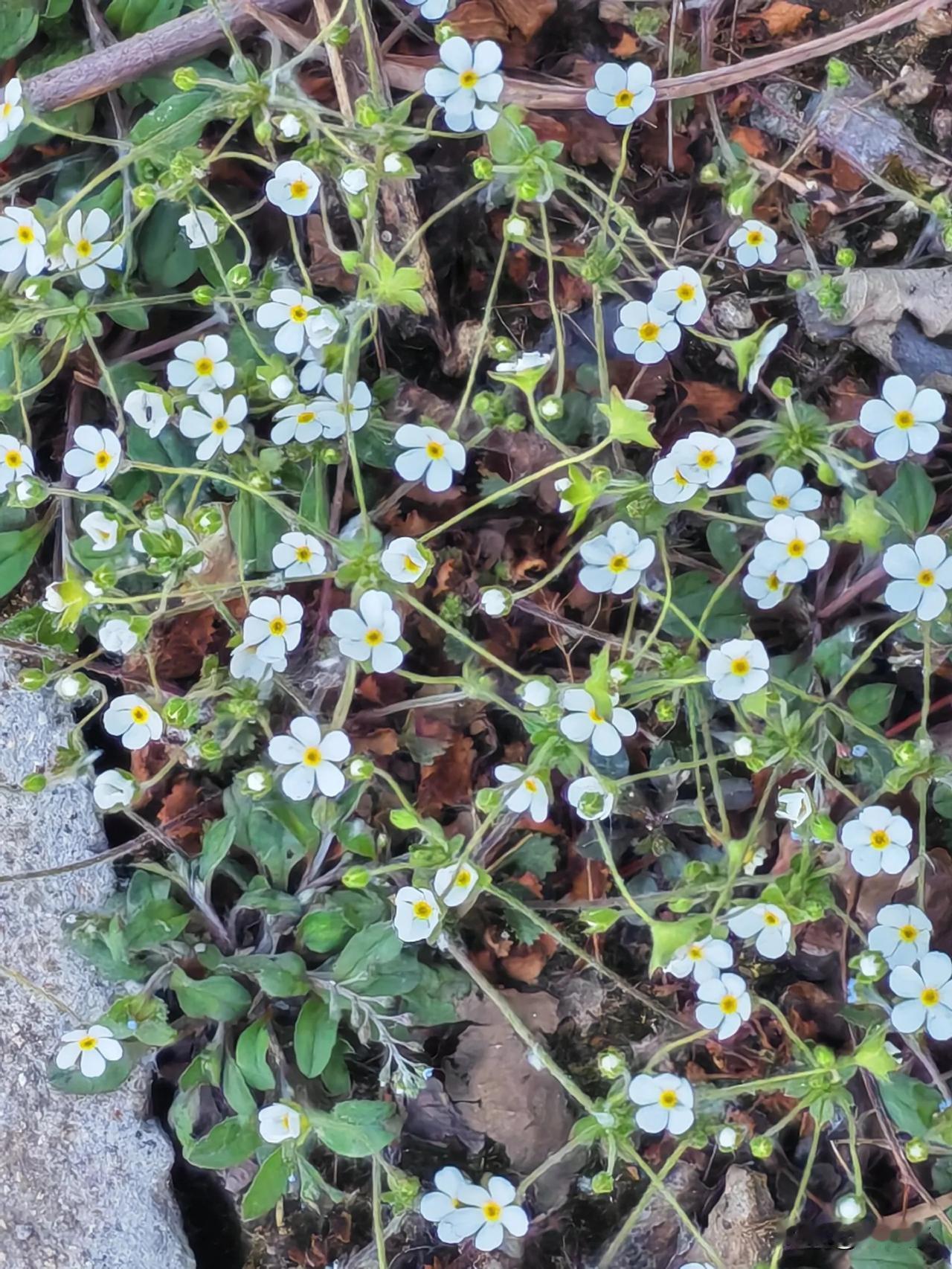 非因高冷开花迟，不与群芳共争春。