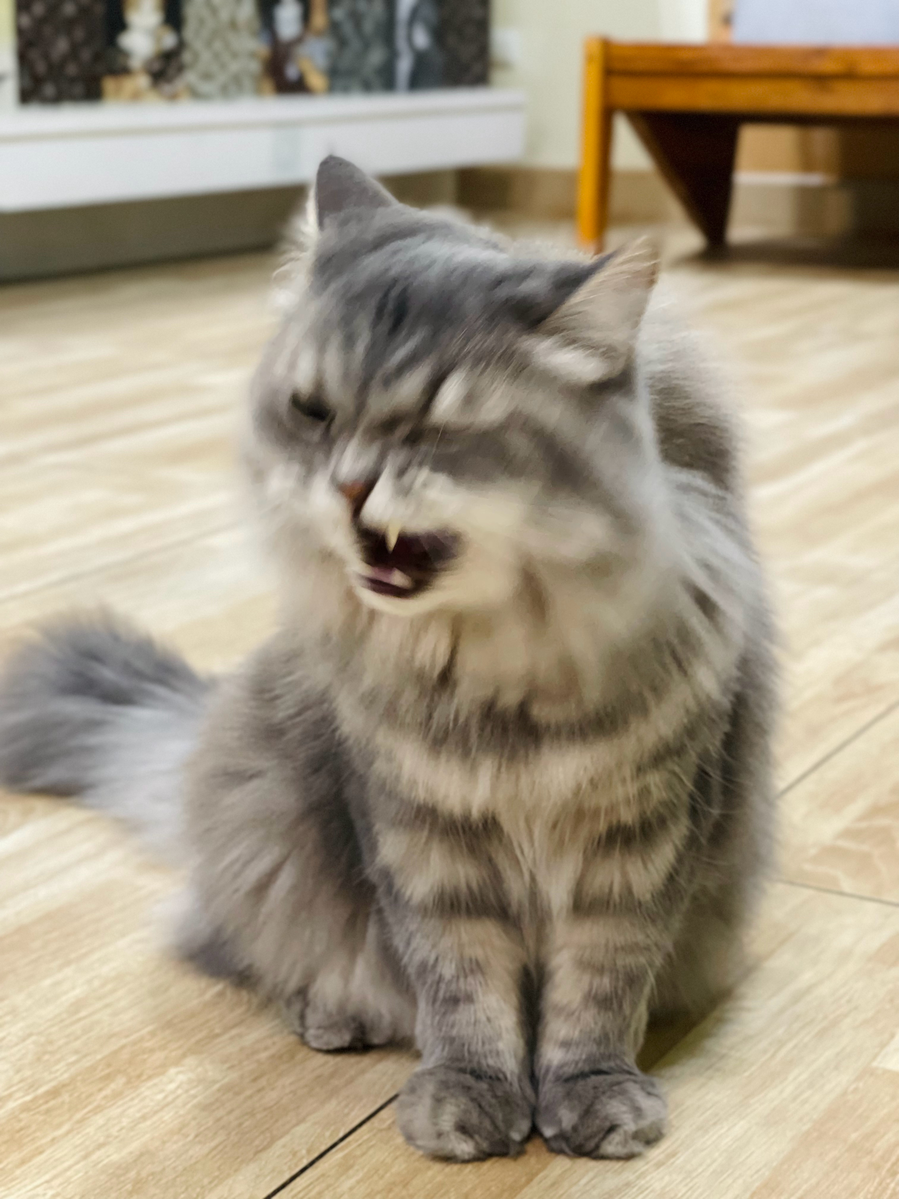 不上班出来玩确实很爽什么都好，就是很想自己的小猫。[泪]  ​​​