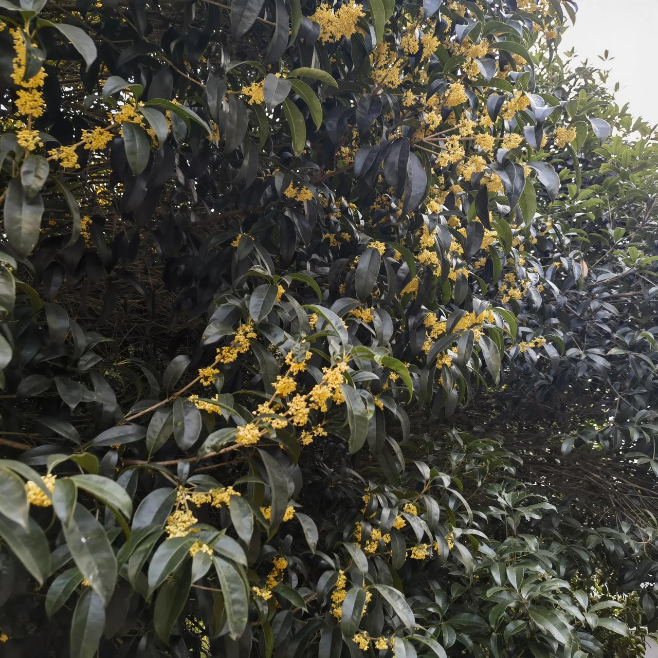 武汉桂花释放第二秋，香气胜过九月[赞]记得九月下旬武汉丹桂飘香，本以为国庆以后就