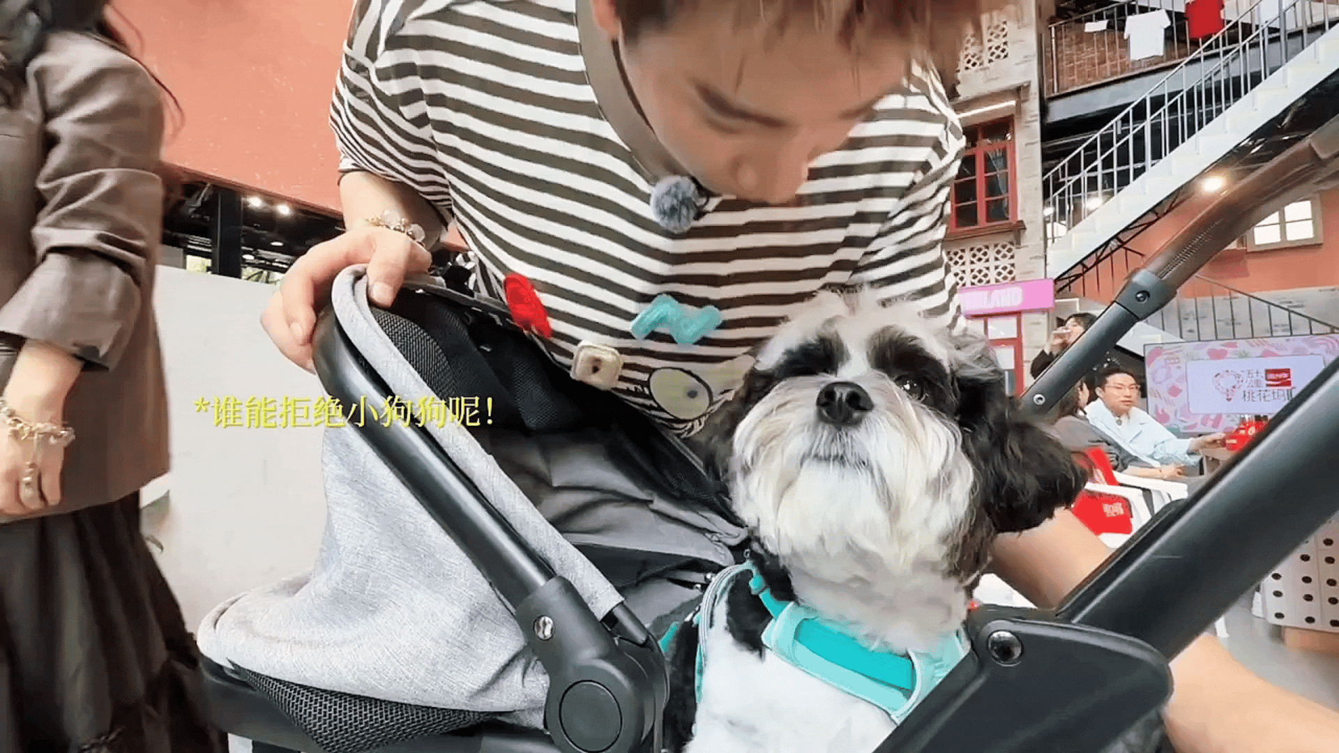 素惹素惹子奇只是一只黄毛小狗🤏 