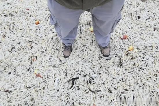 英国出现薯条海滩，海鸥开心英国南部苏塞克斯郡一段原本宁静的海滩，近日却突然出现了