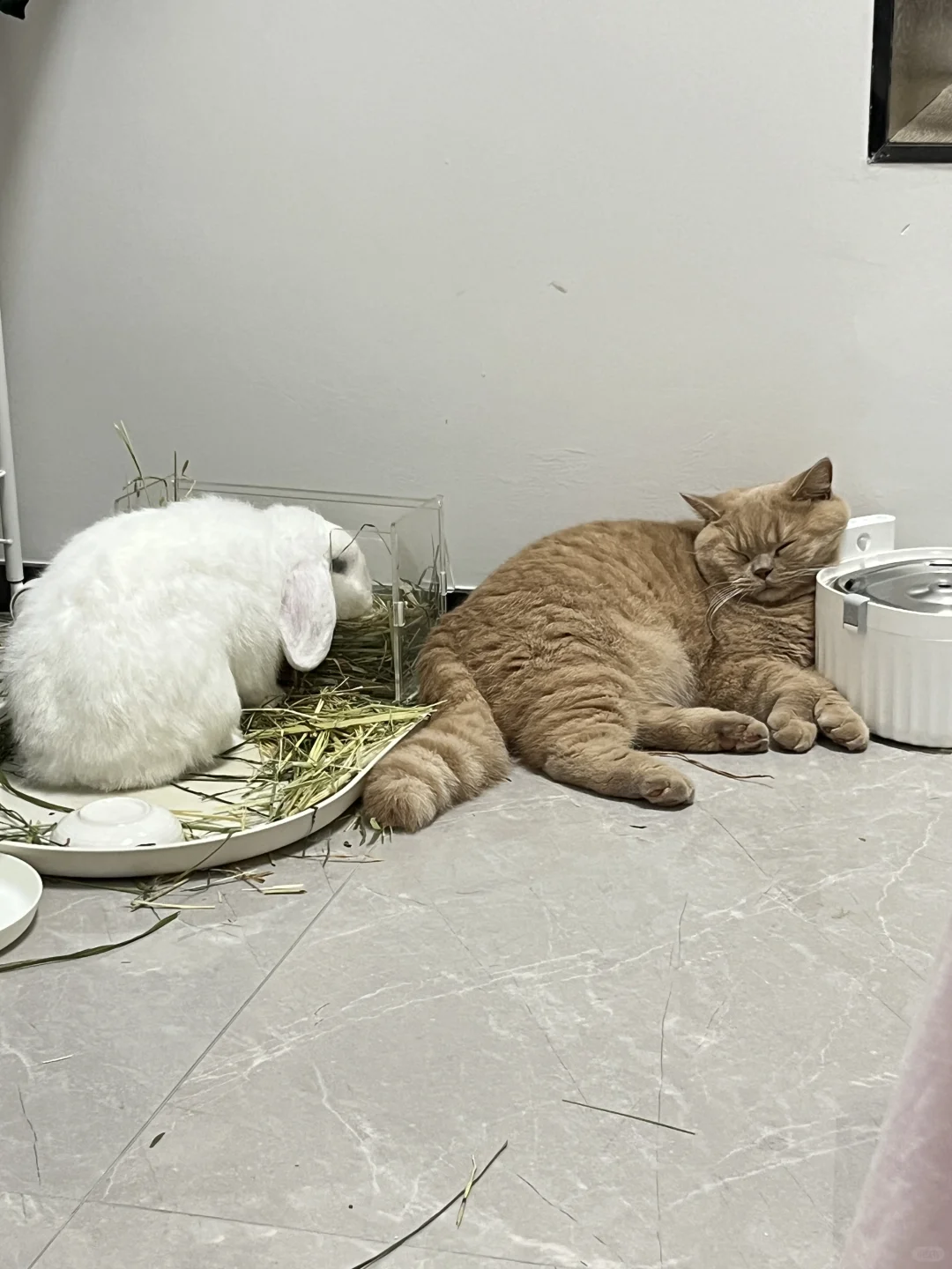 🐰&🐱｜麻，你瞅他那傻样😕