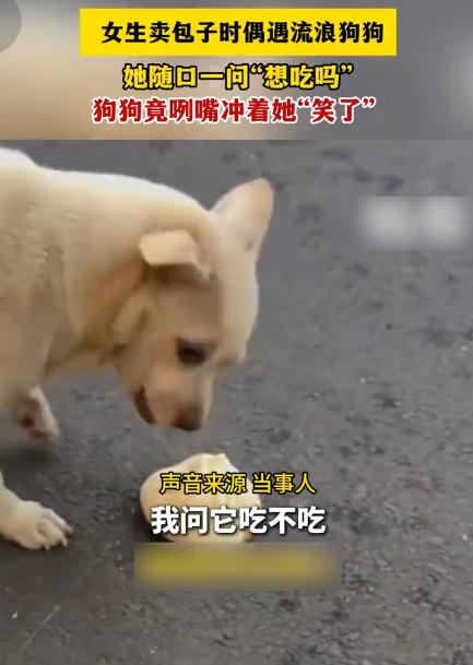 太感动了！7月25日半岛新闻报道，河南，一名摆摊卖包子的姑娘碰到流浪小狗，随口问
