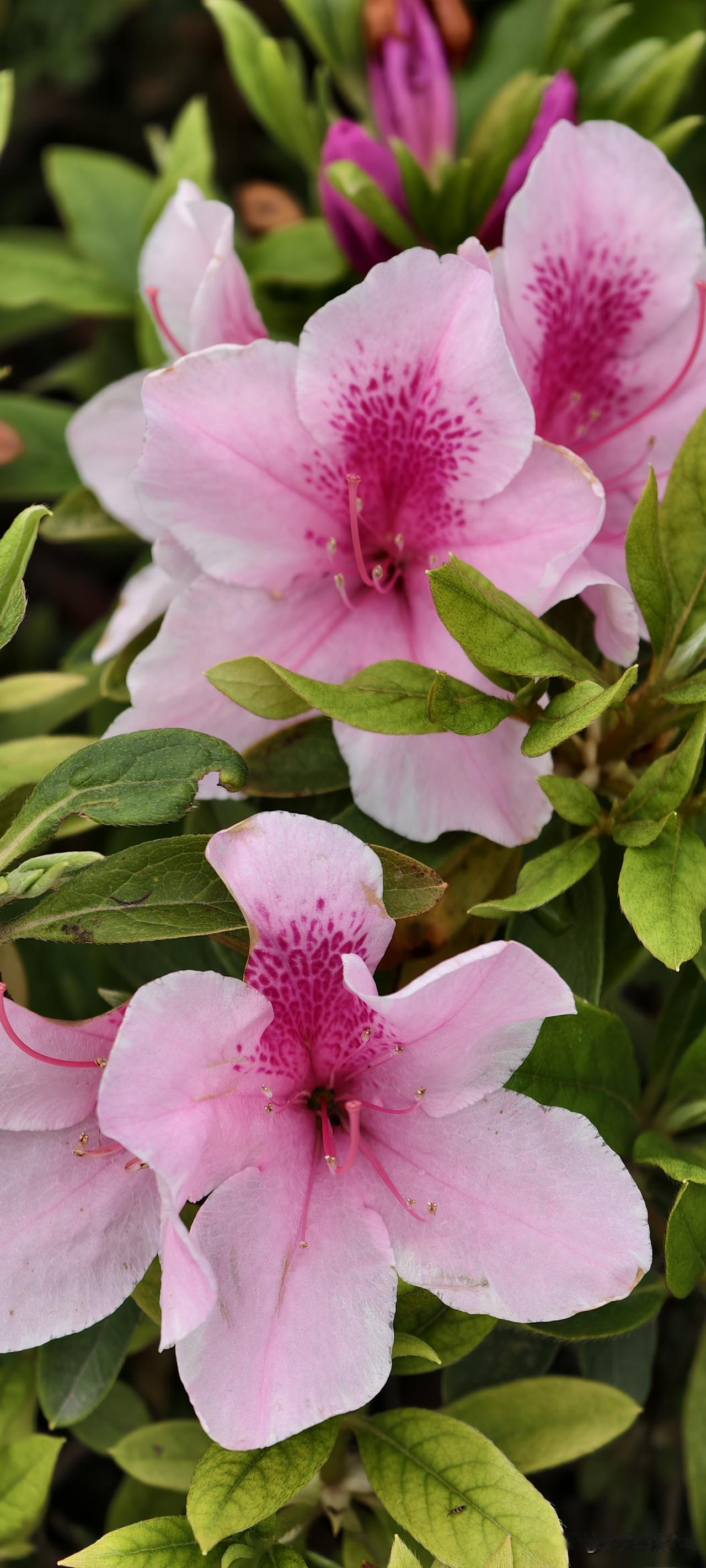 粉蕊含春意，芳菲映日新。
好久没跑步（因为张雪峰老师的事，不敢跑了[捂脸]），今