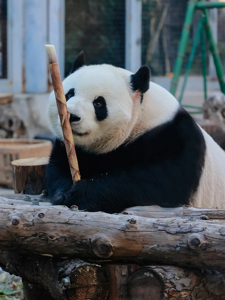人间宝藏小熊