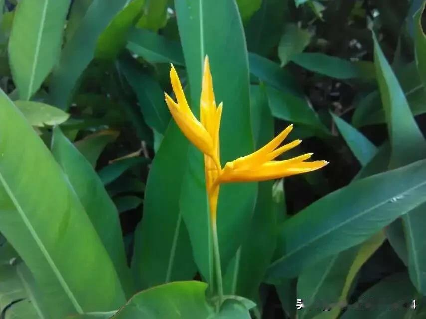 发一张你相册里春天的花拍于柬埔寨暹粒某酒店。有谁能知道此花的名字？