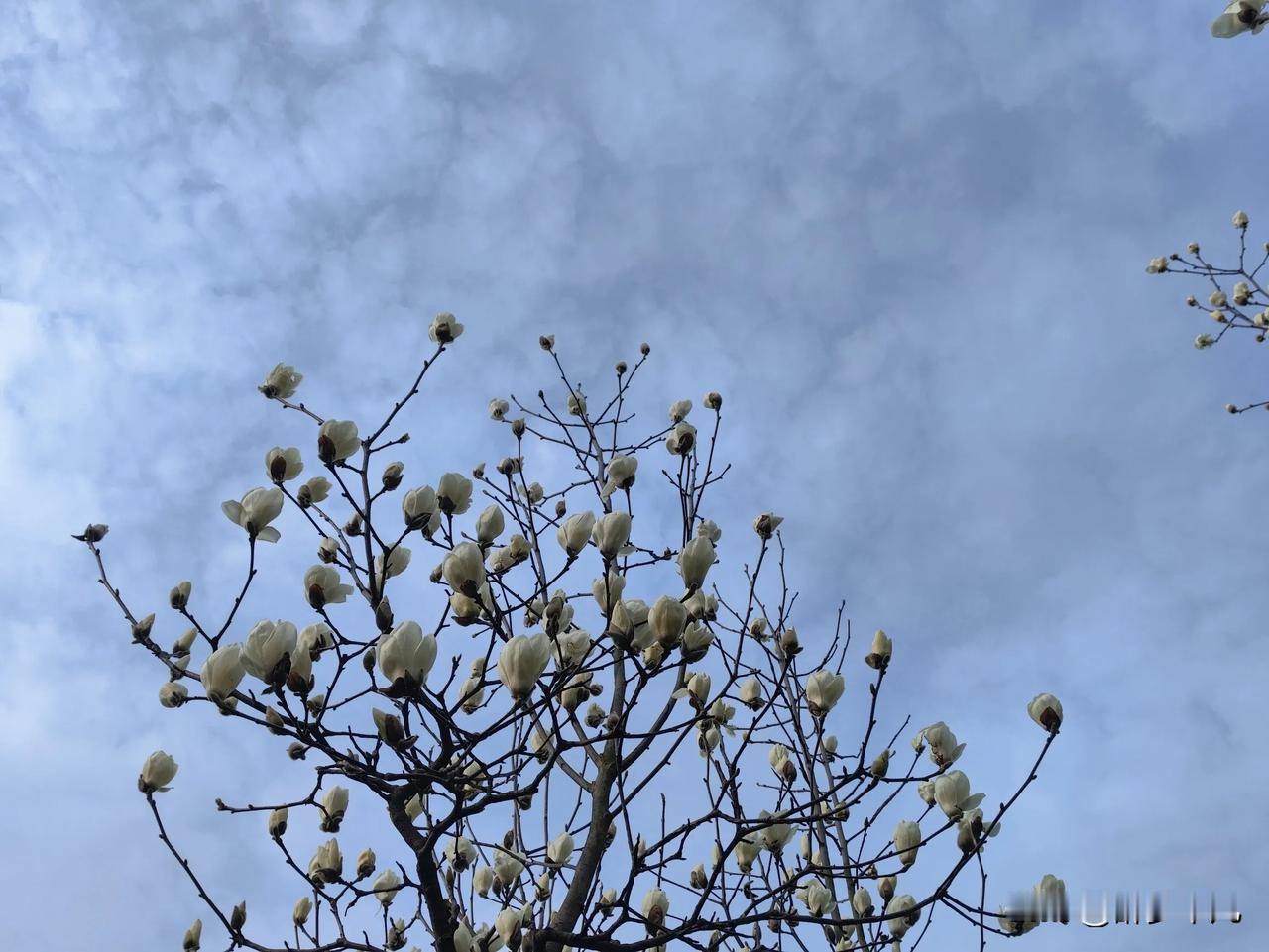 主角
玉兰花
分享一张随手拍的花。 
多多抬头看看天空
放下手上的活