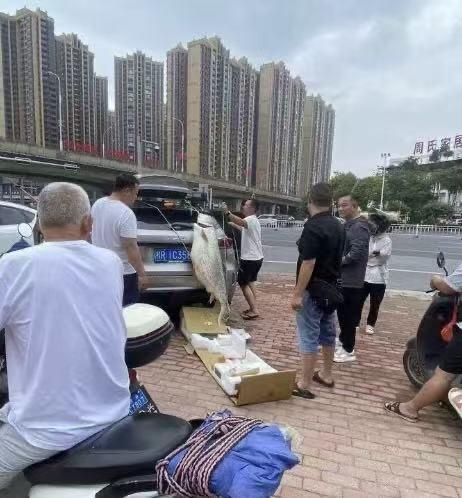 广西贵港，一男子钓鱼钓到了一条上百斤重的大鱼

你估他咋做呢
直接挂就在车尾！不