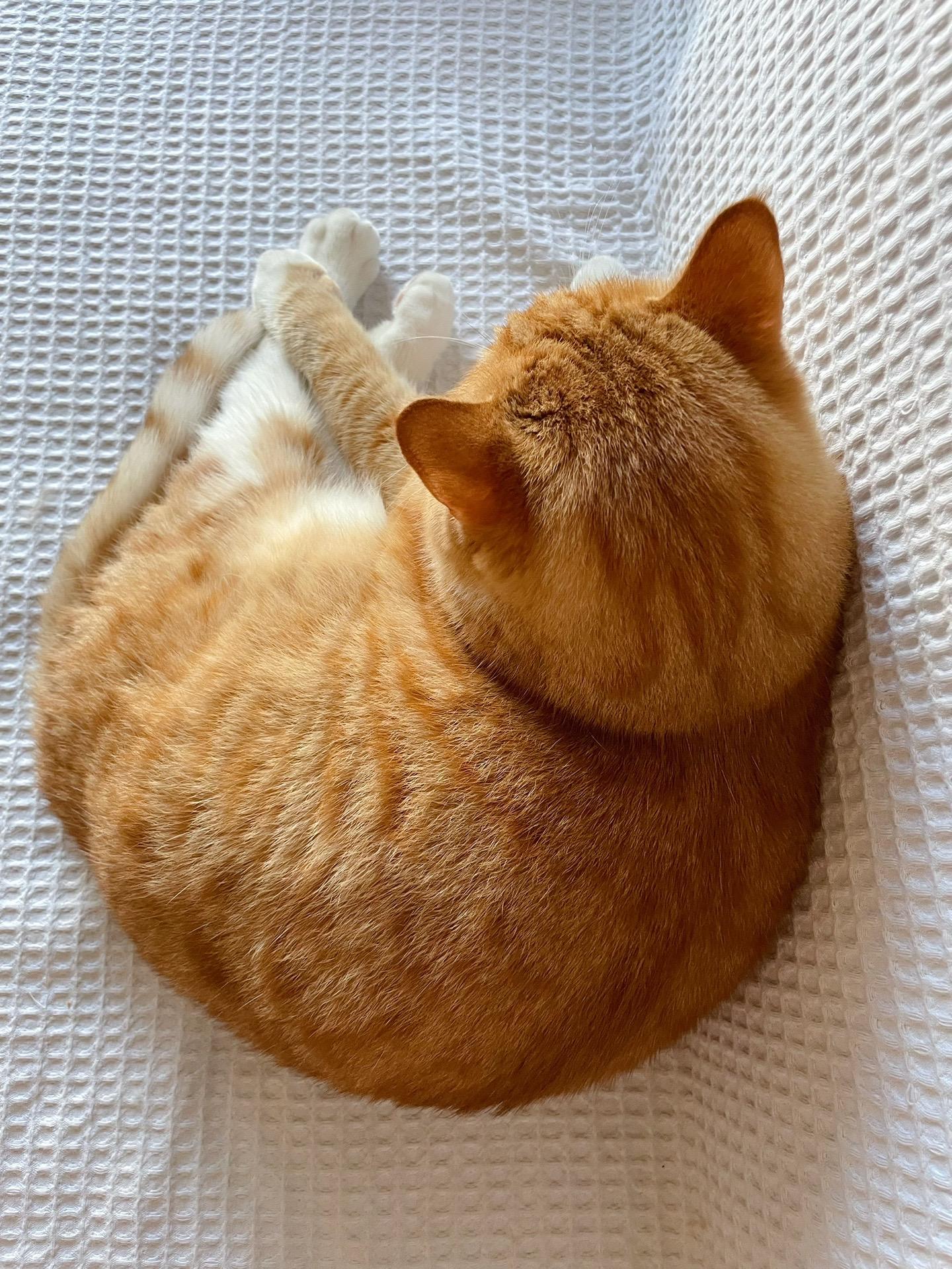 六年没洗澡的小肉滚。