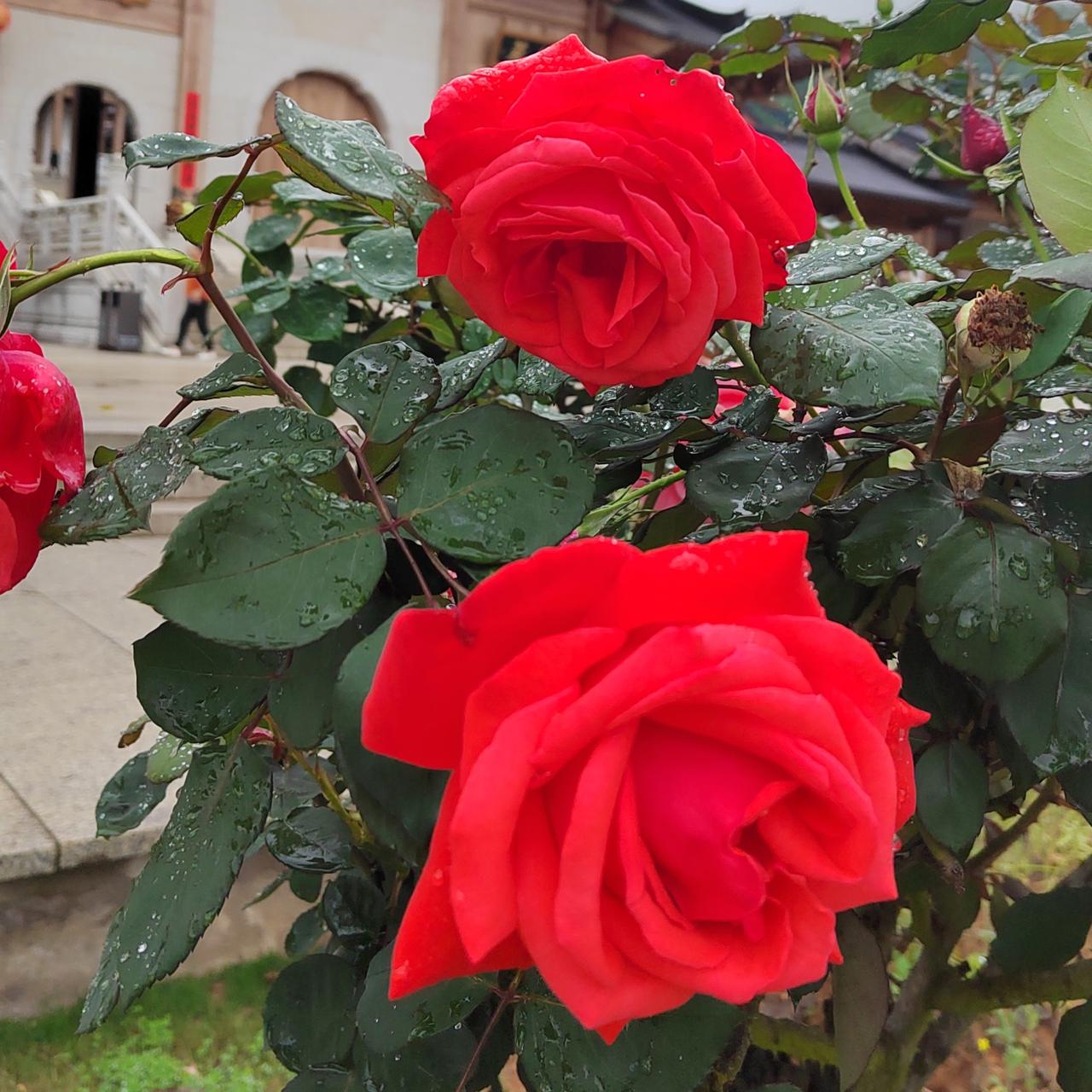 花开富贵，文定吉祥。
