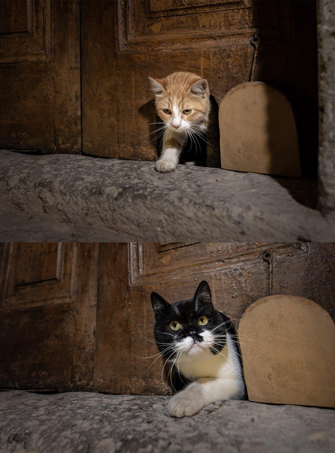 在奥斯曼帝国的宫殿里，猫拥有官方的出入权🇹🇷 🐈宫门上特意安装了小门，以便