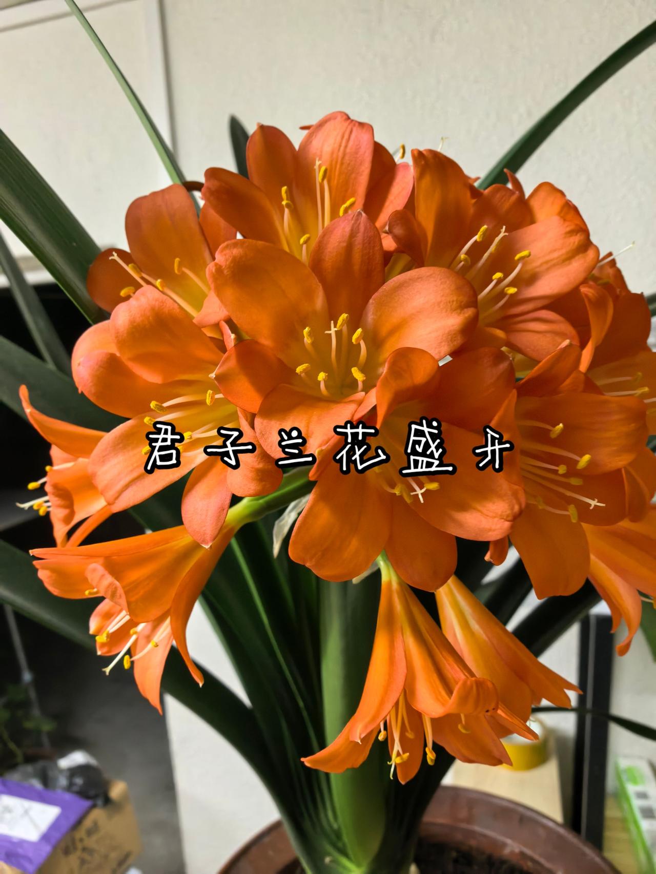君子兰花盛开