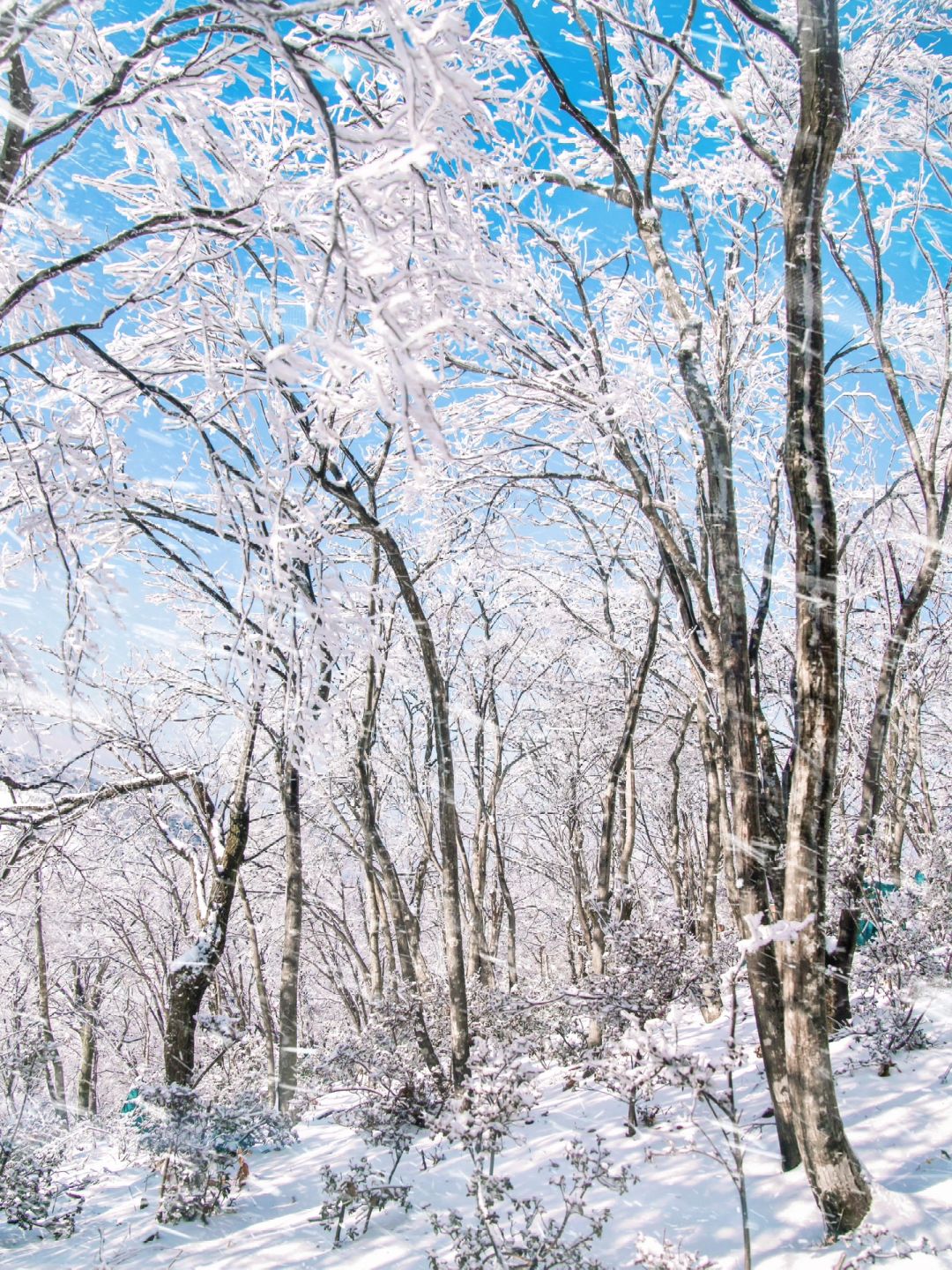 杭州自驾1.5h，这才是冬季雪景露营天花板‼️