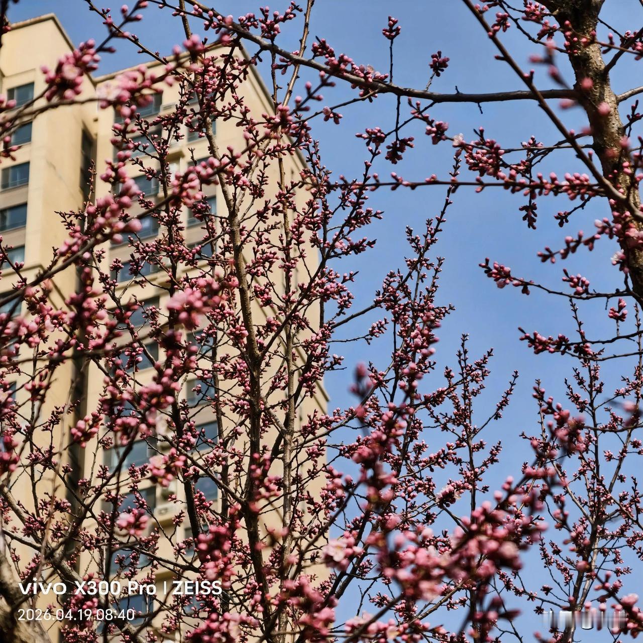 长春伊通河畔随手拍，花开满园春色，柳绿随风飘舞，春城大街小巷开启盛花海洋。
晒出