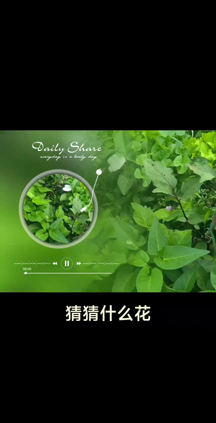 猜猜什么花？