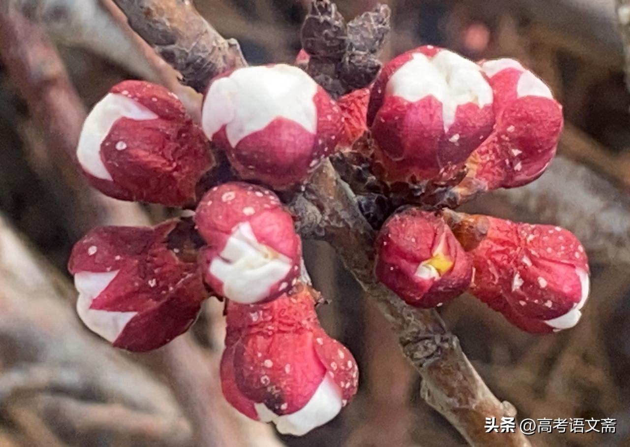 天南地北大拜年春日花蕾绽放，红白相间，生机盎然！🌸🌸